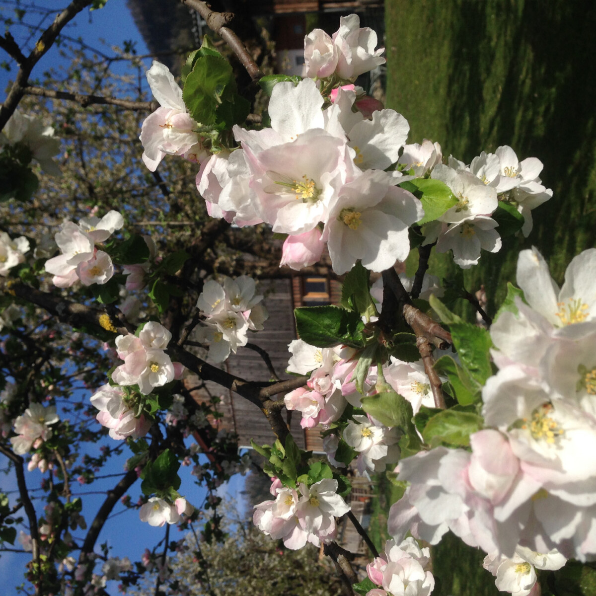 Apfelblüte in unserem Garten